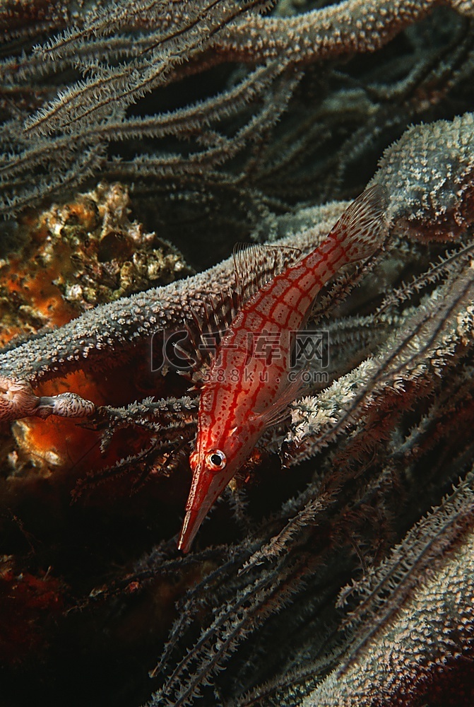 莫桑比克，印度洋，黑珊瑚上的长