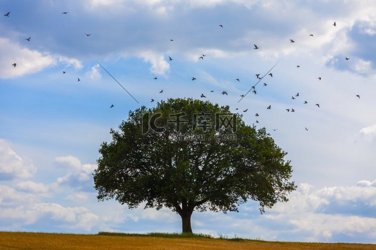 鸟飞行周围的橡树在地平线与蓝天