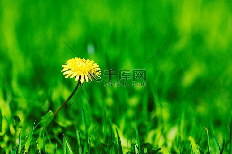 一朵黄色蒲公英，绿草作背景
