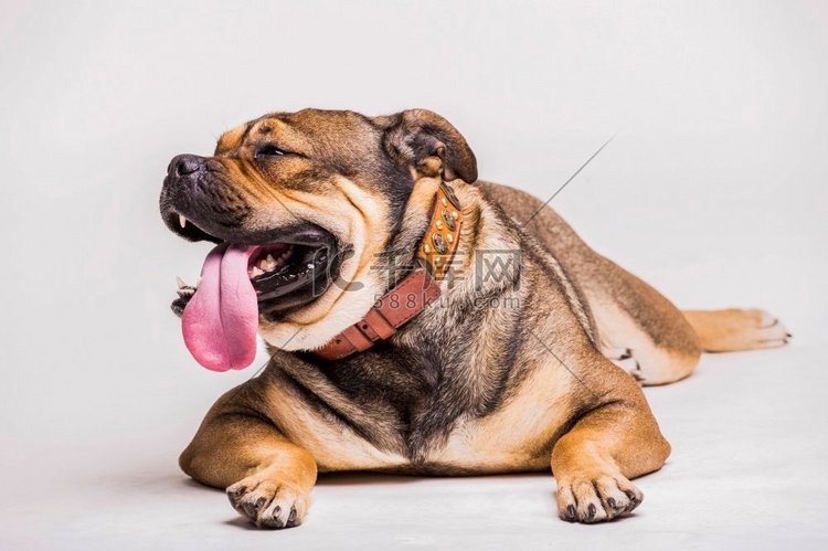 肖像斗牛犬与伸出它的舌头白色背