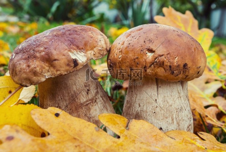食用蘑菇在秋天的森林