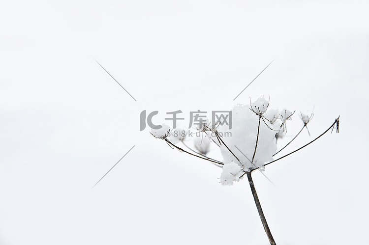 美丽的冬季雪景，植物覆盖在冰雪