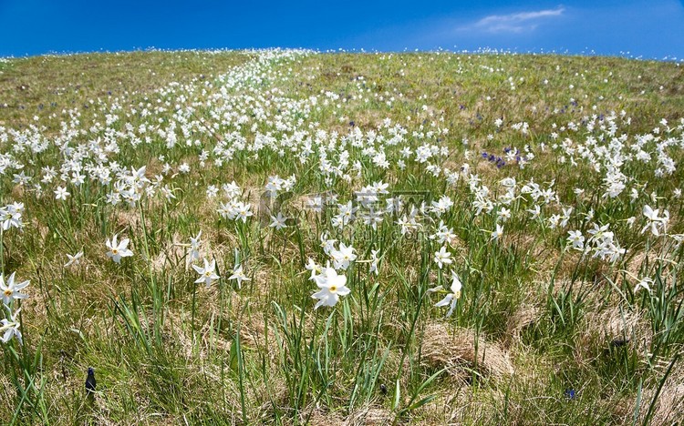 草地上开着白色的山花，阳光明媚