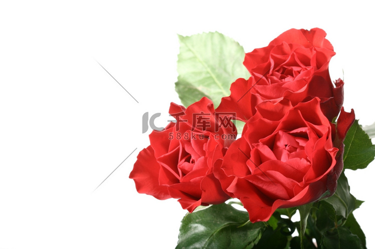 美丽的红玫瑰春花特写