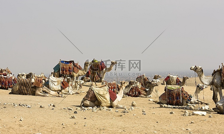 埃及开罗，骆驼在金字塔遗址休息
