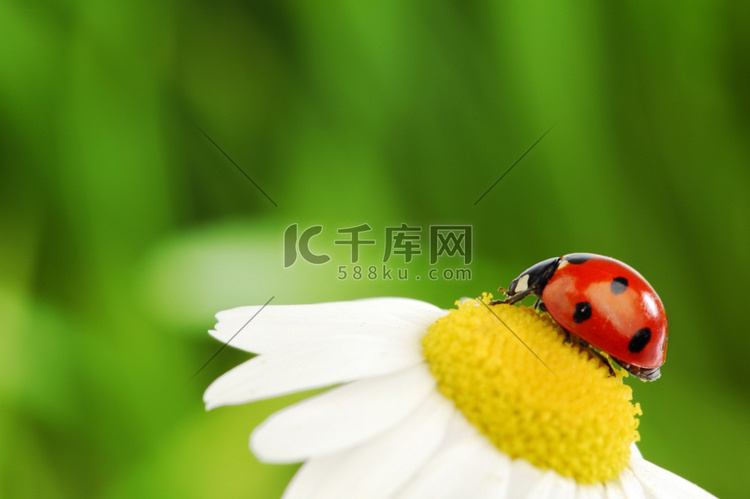 菊花草背景下的大红色瓢虫