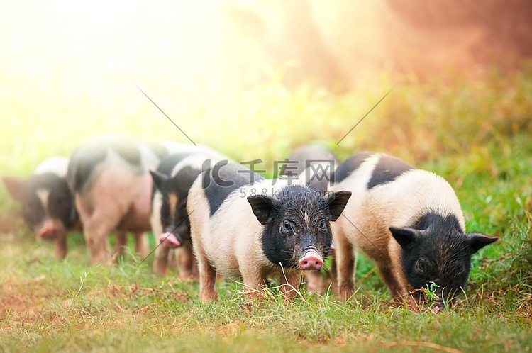 越南猪