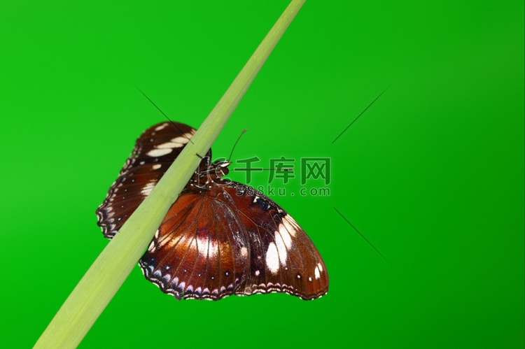 绿草上的小卷蛾