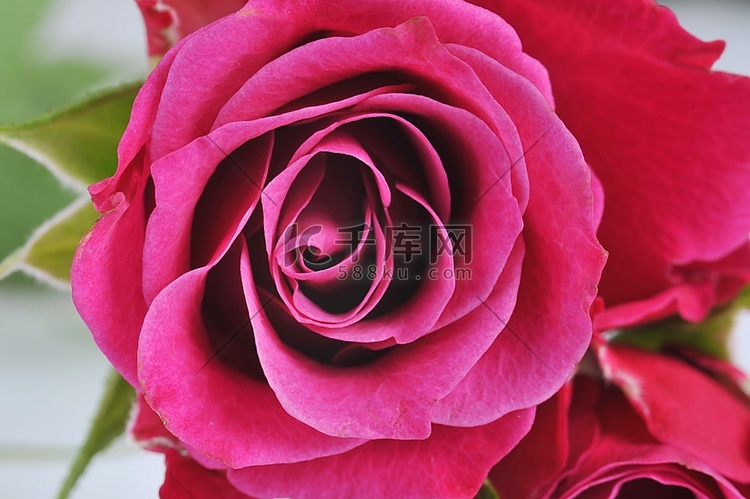 粉红玫瑰近距离宏图
