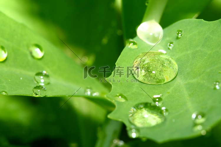 绿叶宏观上的天然水滴