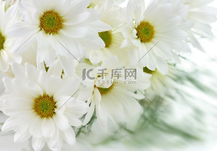 白色花朵，背景特写镜头