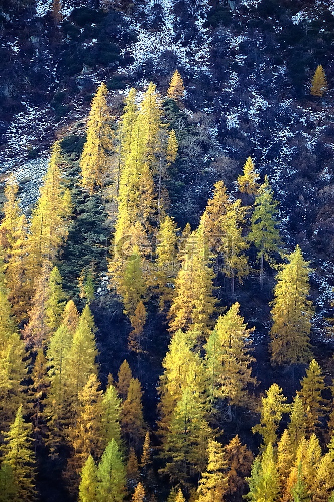 初秋时阿尔卑斯山的变色；意大利