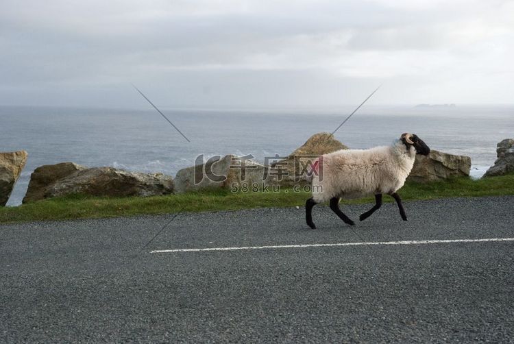 爱尔兰梅奥郡阿基尔岛上的绵羊