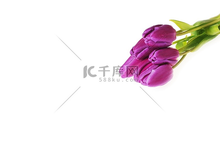 许多紫罗兰色郁金香的花束关闭