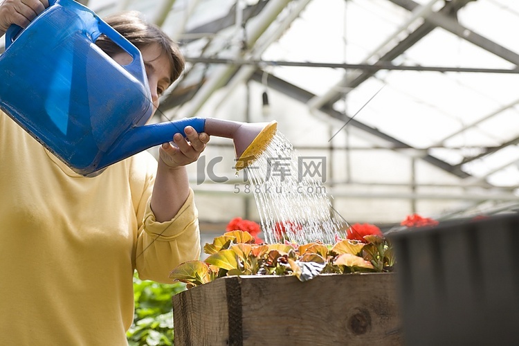 一名妇女在温室里浇花