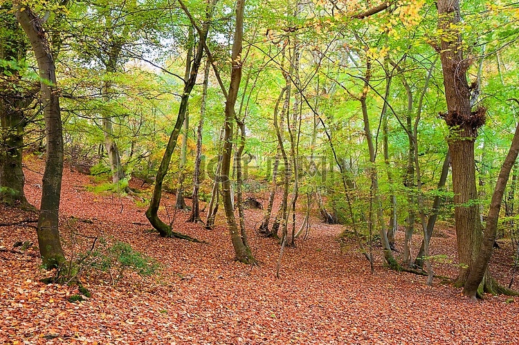 美丽的秋色森林景观，绿色与橙色