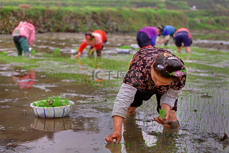 稻田的中国女人在她的手水稻幼苗