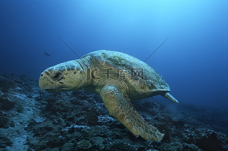 红海龟（caretta caretta），漂流