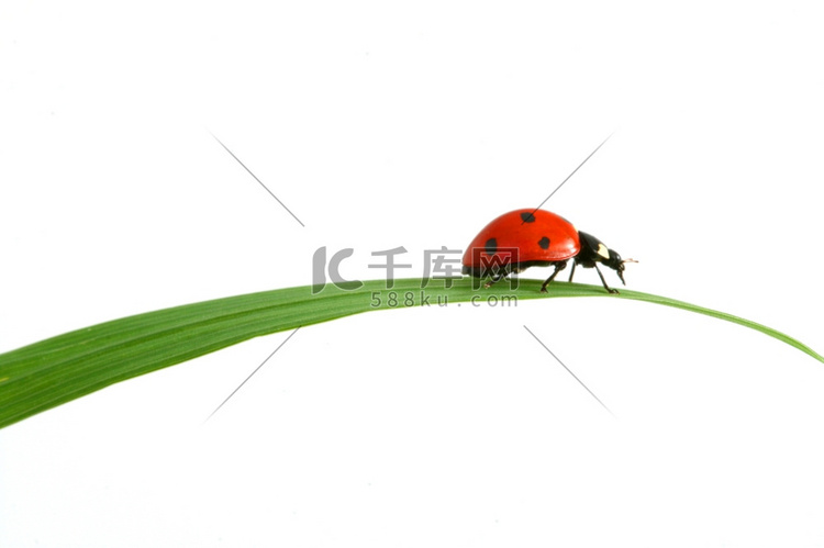 隔离绿草上的红色瓢虫