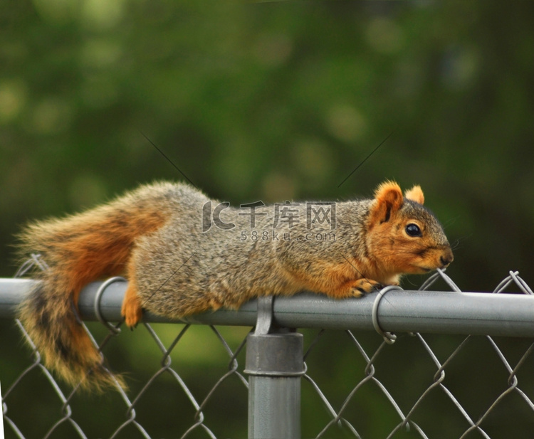 一只坐在栅栏上的狐狸松鼠