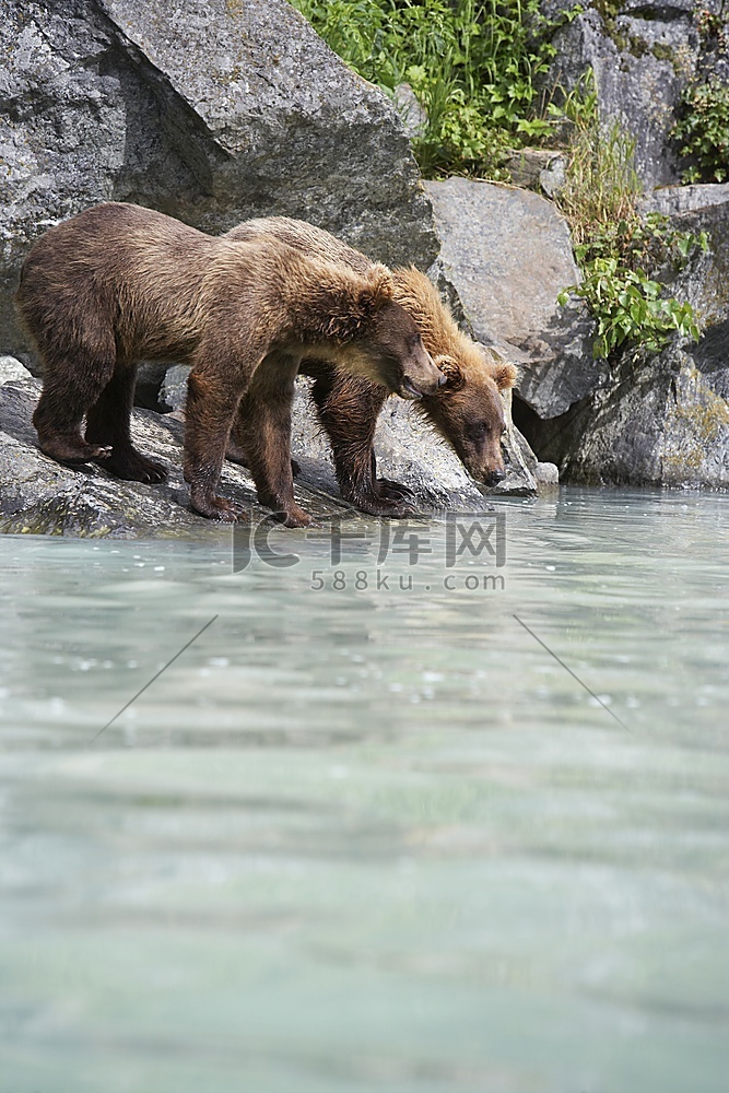 美国，阿拉斯加，两只棕熊在河边