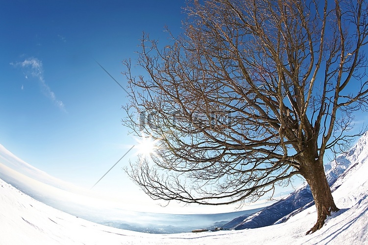 山区冬季落寞白蜡树；背光效应。