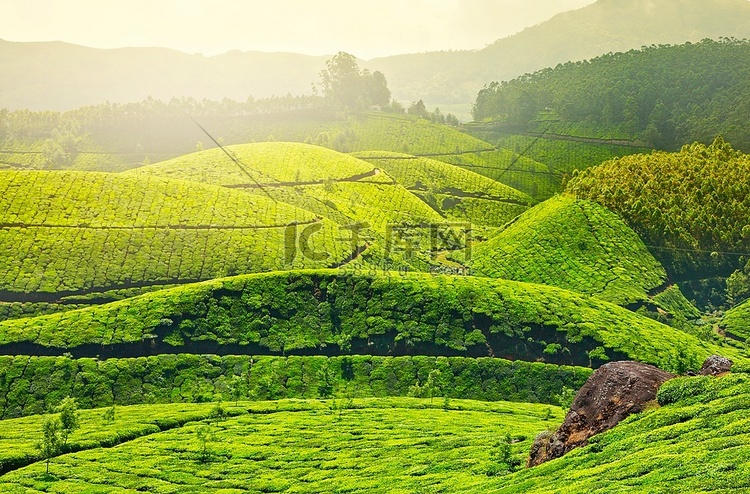 晨雾中的茶园。天气-喀拉拉邦，