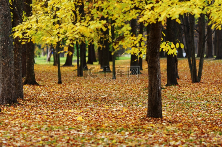 把公园里的秋树封起来