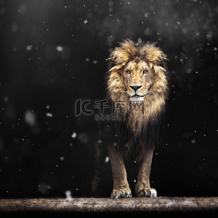 美丽的狮子，狮子在黑暗中的和雪