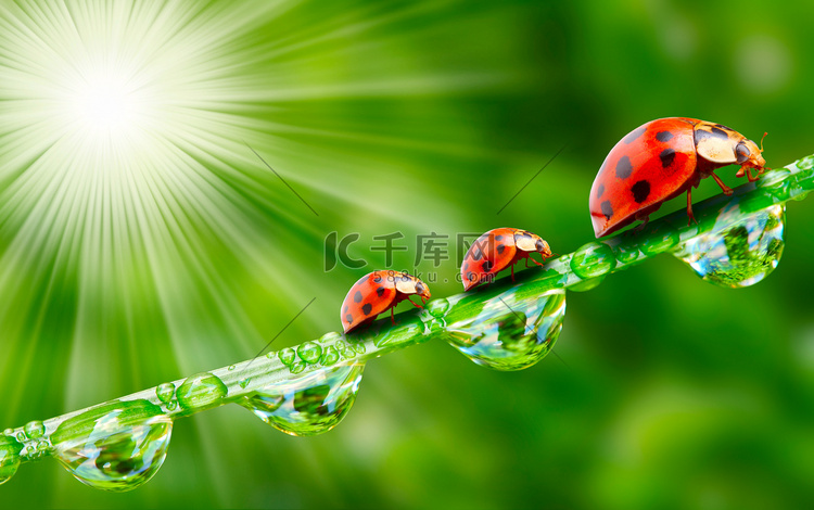 三个瓢虫在露水的草地上运行.