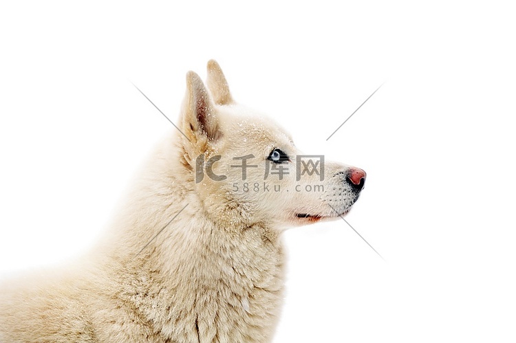 站在雪地上的大白狗。冬日