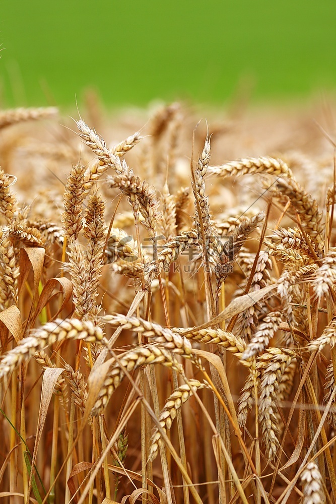 农田里密密麻麻的小麦