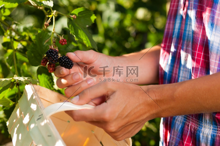 妇女(只有双手)在花园里用木篮