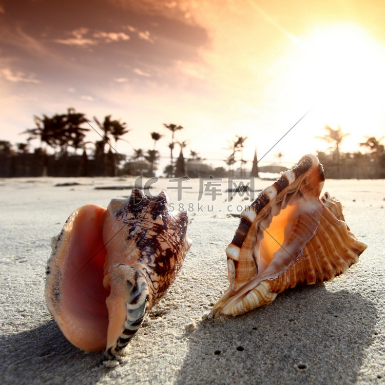 夕阳天空下的沙滩上的贝壳