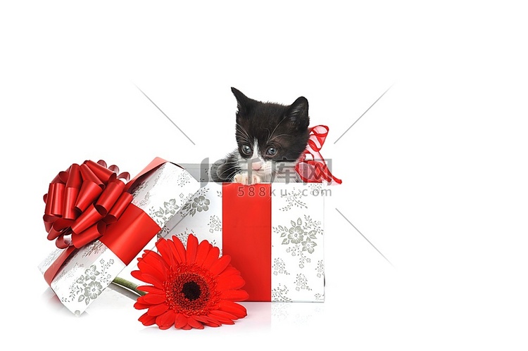 小可爱小猫附近的礼品盒