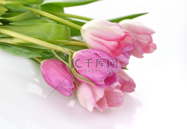 新鲜的粉色郁金香花束，近距离拍
