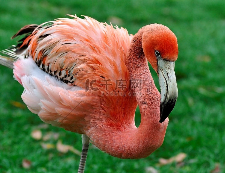 加勒比粉红火烈鸟，特写