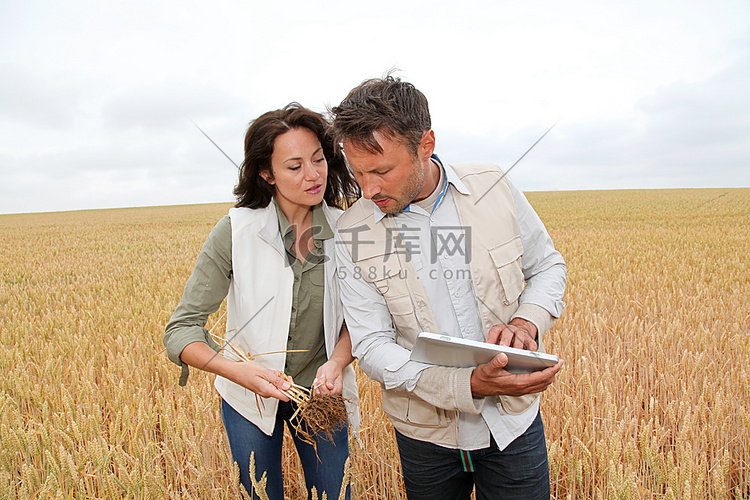 农艺学家团队在田间分析小麦谷物