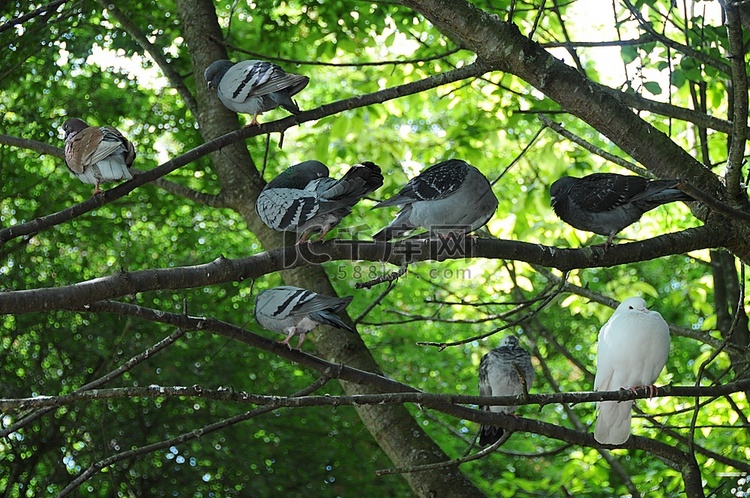 树上的鸽子