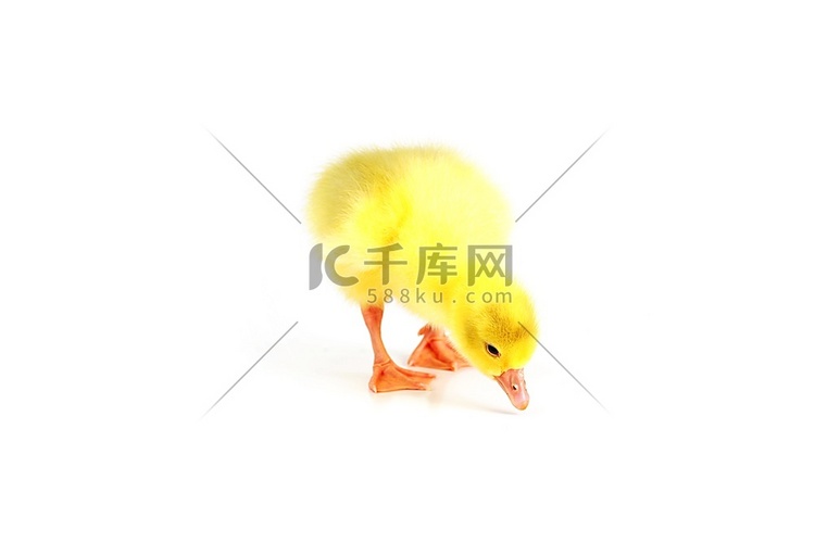 白色上孤立的黄色毛茸茸的小鸭