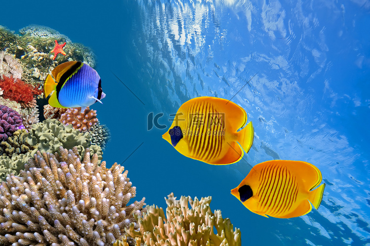 Underwater image of coral reef