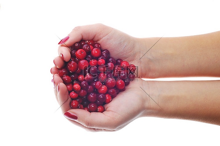 手持小红莓的女子手持白色孤立的