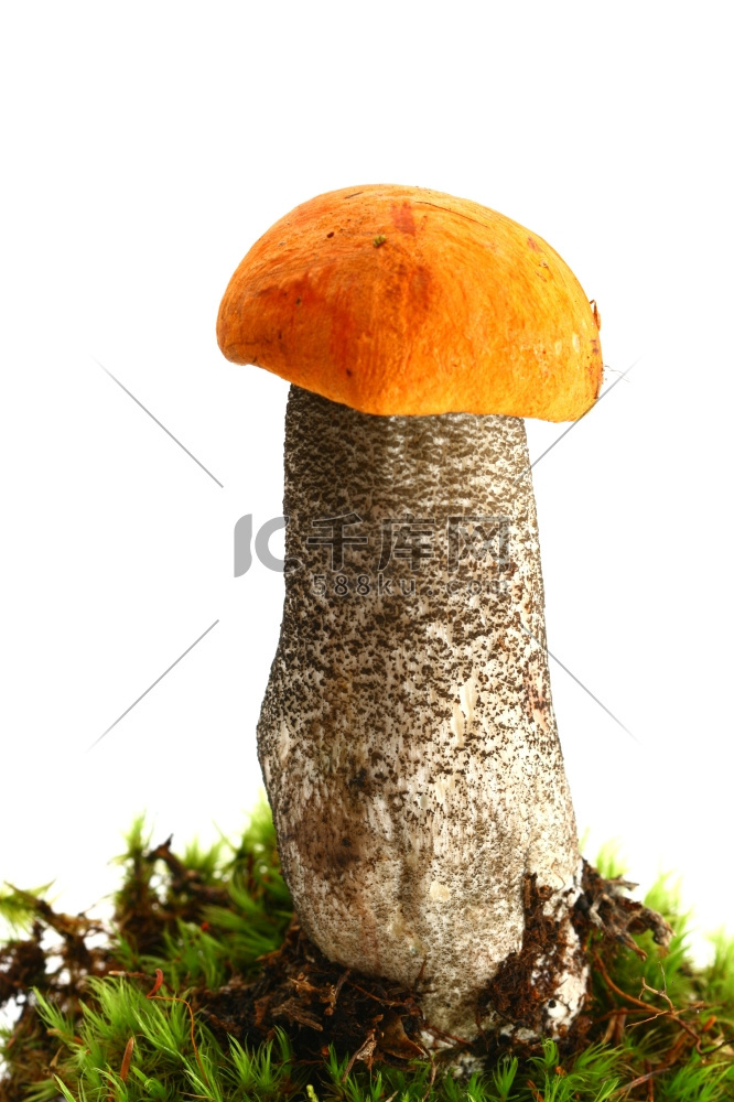 孤立的蘑菇在白色背景