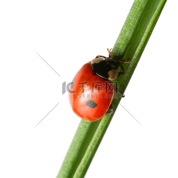 夏日草地上的红色瓢虫