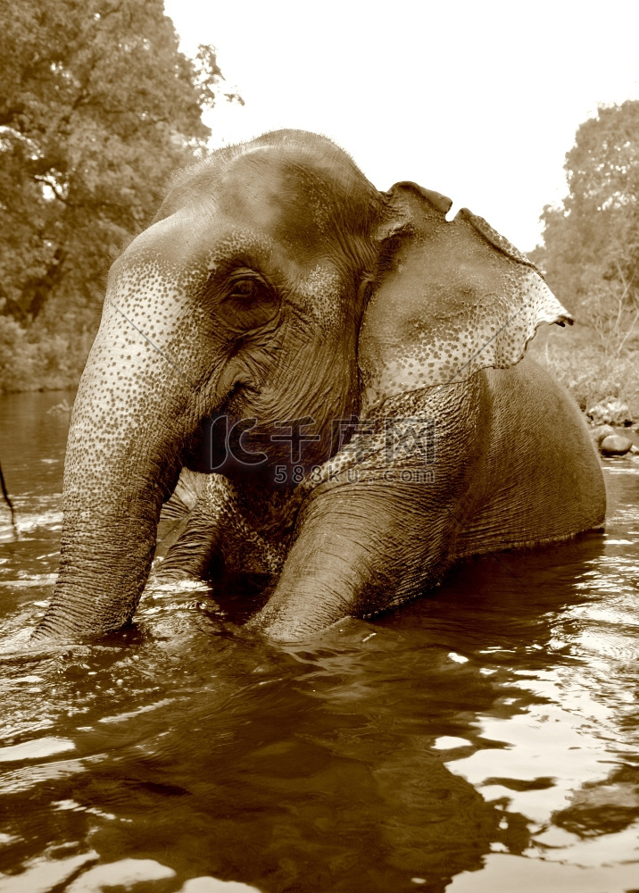 在印度河象中游泳(深褐色照片)