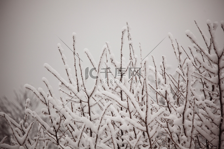 雪白背景上的冬树