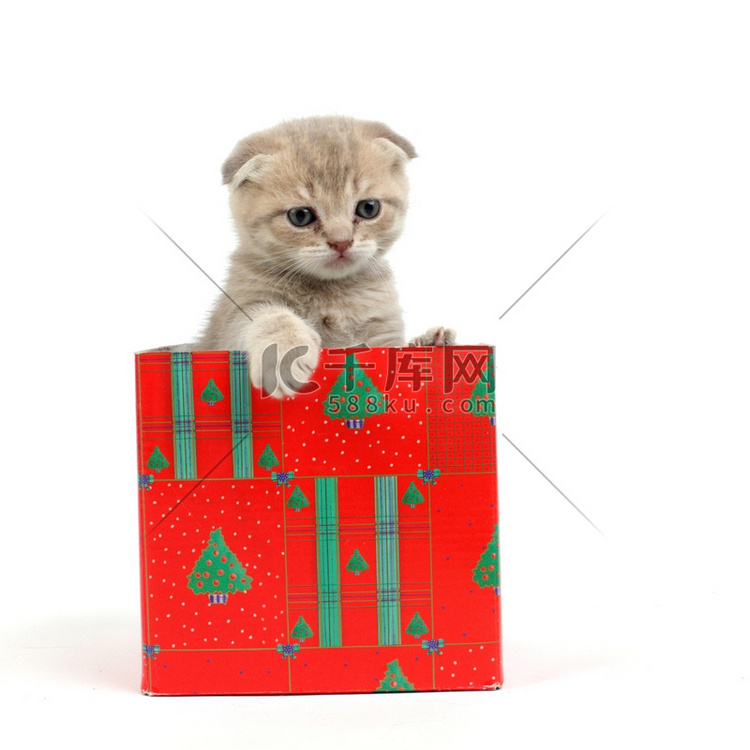礼物盒中的猫被隔离在白色背景上
