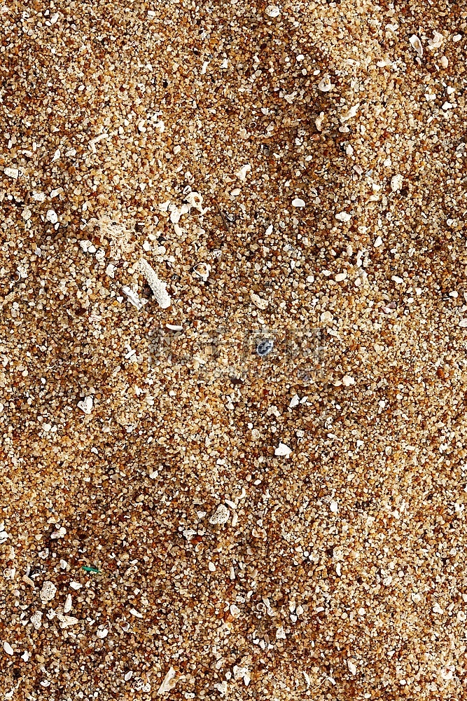 磨碎的海贝壳的海滩沙