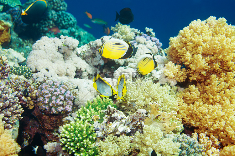热带鱼在珊瑚之间游泳
