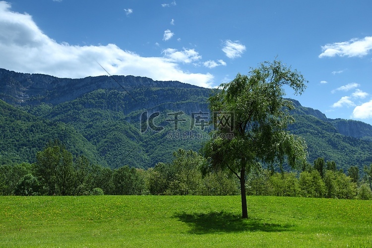 草地上阿尔卑斯山树的美丽景色